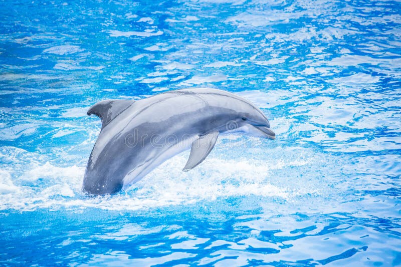 Δελφίνι Bottlenose που πηδά από το νερό στοκ φωτογραφία με δικαίωμα ελεύθερης χρήσης Δελφίνι Bottlenose που πηδά από το νερό στοκ φωτογραφία με δικαίωμα ελεύθερης χρήσης
