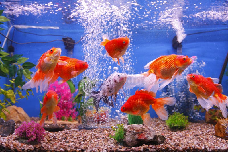 Δεξαμενή ψαριών Goldfish στοκ εικόνα με δικαίωμα ελεύθερης χρήσης