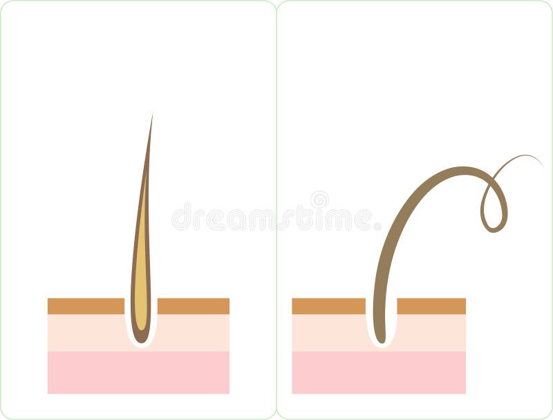 Vector illustration of different type of hair. Vector illustration of different type of hair