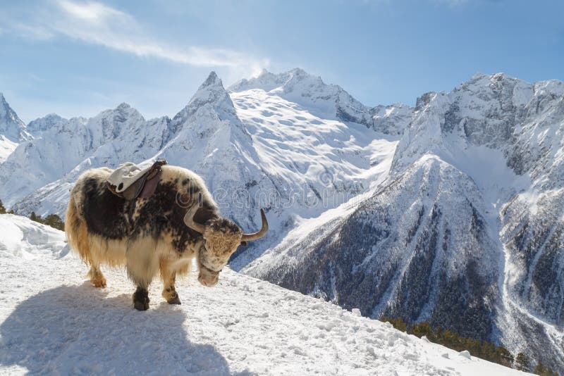 Διάστικτο yak στέκεται mountainside ενάντια στο σκηνικό των καυκάσιων βουνών, Dombai χειμερινό ηλιόλουστο ημερησίως στοκ εικόνες Διάστικτο yak στέκεται mountainside ενάντια στο σκηνικό των καυκάσιων βουνών, Dombai χειμερινό ηλιόλουστο ημερησίως στοκ εικόνες