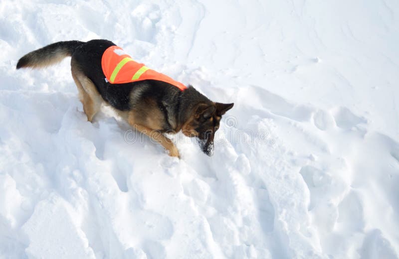 If you are buried in an avalanche, who could imagine a more welcome sight that this dog!. If you are buried in an avalanche, who could imagine a more welcome sight that this dog!