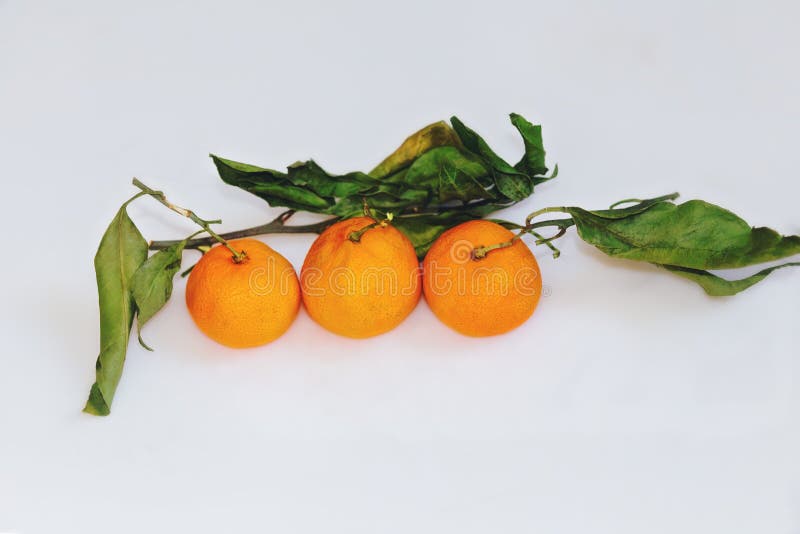 διάταξη νωπών πορτοκαλιών satsuma mandarin με φύλλα προσδεμένα σε λευκό φόντο