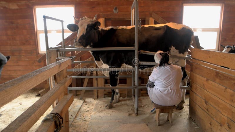 Διαδικασία αρμέγματος αγελάδων στο σύγχρονο αγρόκτημα στοκ φωτογραφία με δικαίωμα ελεύθερης χρήσης Διαδικασία αρμέγματος αγελάδων στο σύγχρονο αγρόκτημα στοκ φωτογραφία με δικαίωμα ελεύθερης χρήσης