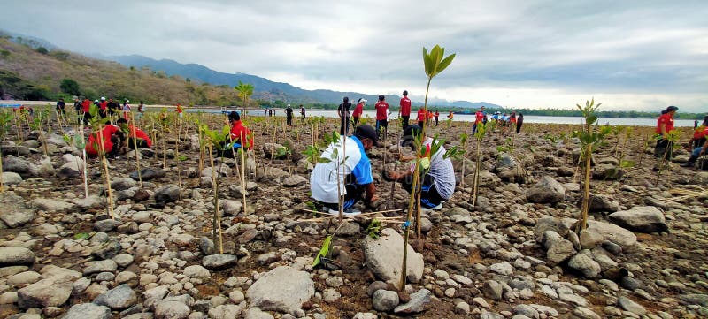 Mangrove trees have a very large function for our environment, including 1) as plants that are able to withstand seawater currents that erode the coastal plains, in other words mangrove plants are able to hold seawater so that it does not erode the soil on the coastline. 2) Like other plant functions, mangroves also have a function as carbon dioxide (CO2) absorbers and oxygen (O2) producers. 3) Mangrove forests have a role as a place to live for various kinds of marine biota such as small fish to take shelter and find food. In addition to marine animals, mangrove forests, which are quite large in scope, often contain land animals, such as monkeys and birds. Mangrove trees have a very large function for our environment, including 1) as plants that are able to withstand seawater currents that erode the coastal plains, in other words mangrove plants are able to hold seawater so that it does not erode the soil on the coastline. 2) Like other plant functions, mangroves also have a function as carbon dioxide (CO2) absorbers and oxygen (O2) producers. 3) Mangrove forests have a role as a place to live for various kinds of marine biota such as small fish to take shelter and find food. In addition to marine animals, mangrove forests, which are quite large in scope, often contain land animals, such as monkeys and birds.