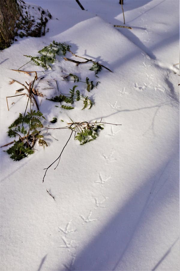 Four toed animal prints punctuate the pristine crystals of white groundcover. Turkey imprints align through early afternoon long shadows of winter. Stalwart tree trunk with undergrowth of ferns breaks through the crusty snow. Four toed animal prints punctuate the pristine crystals of white groundcover. Turkey imprints align through early afternoon long shadows of winter. Stalwart tree trunk with undergrowth of ferns breaks through the crusty snow.