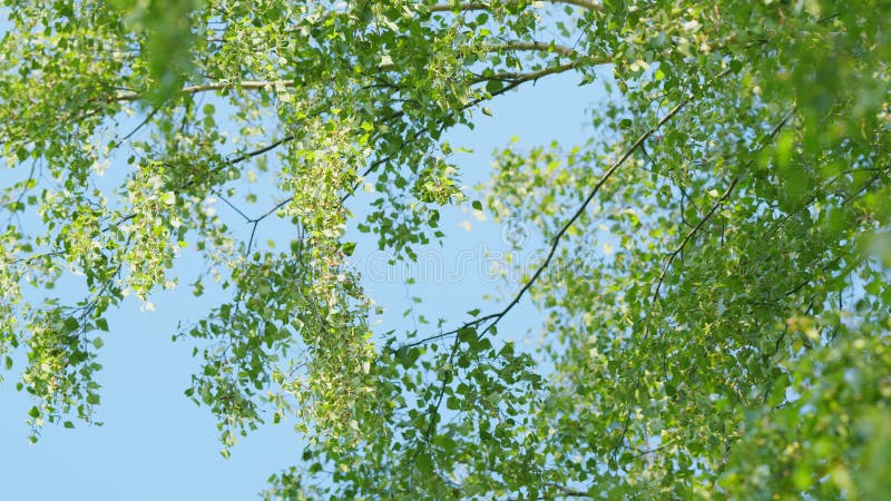 Slow motion. Branch of a birch tree. World environment day. Summer birch catkins on branch without leaves. Slow motion. Branch of a birch tree. World environment day. Summer birch catkins on branch without leaves.