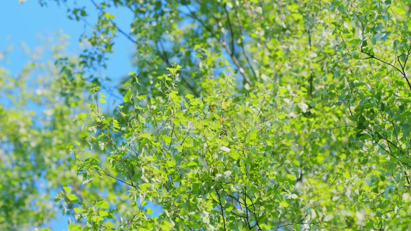 Slow motion. Birch branches with young green fresh foliage sway against the blue sky. Breen foliage of birches in the summer nature. Slow motion. Birch branches with young green fresh foliage sway against the blue sky. Breen foliage of birches in the summer nature.