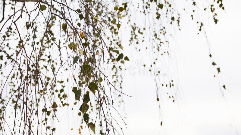 Διακλαδώματα με αραιά πράσινα και κίτρινα φύλλα κρεμασμένα σε λευκό φόντο δημιουργώντας ένα ευαίσθητο και φυσικό στοκ φωτογραφία