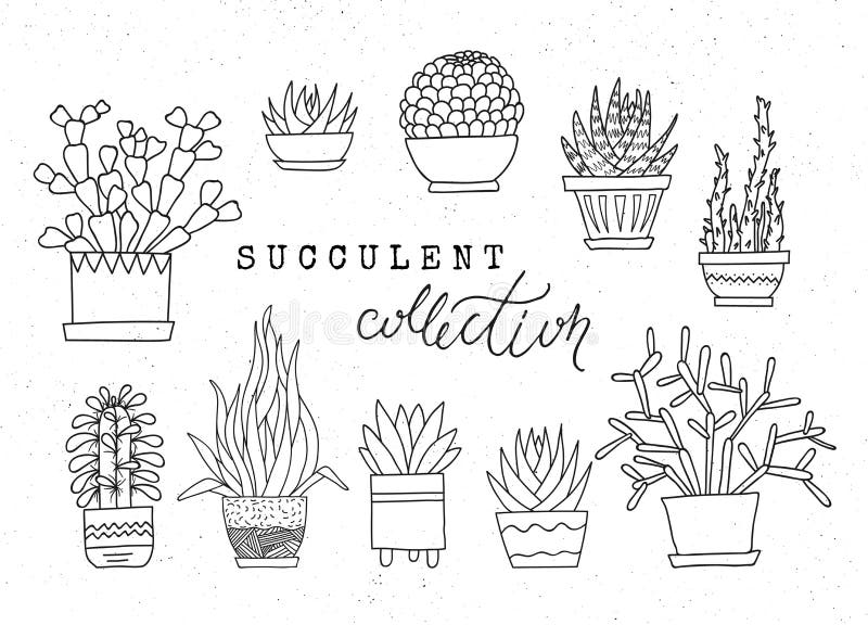 Διακοσμητικά σε δοχείο succulents Διανυσματικό σύνολο hand-drawn σκιαγραφημένων στοιχείων απεικόνιση αποθεμάτων Διακοσμητικά σε δοχείο succulents Διανυσματικό σύνολο hand-drawn σκιαγραφημένων στοιχείων απεικόνιση αποθεμάτων