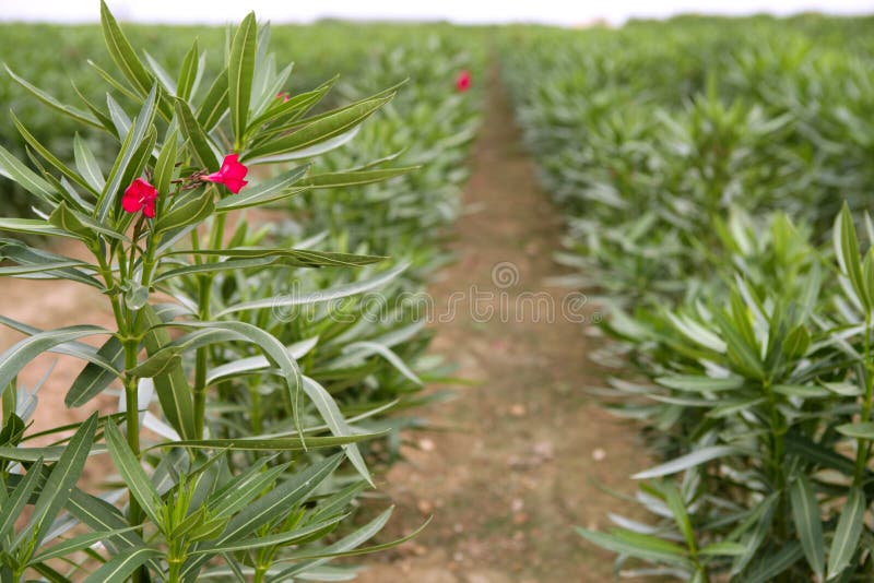 Oleander ornamental plants agriculture in rows. Oleander ornamental plants agriculture in rows