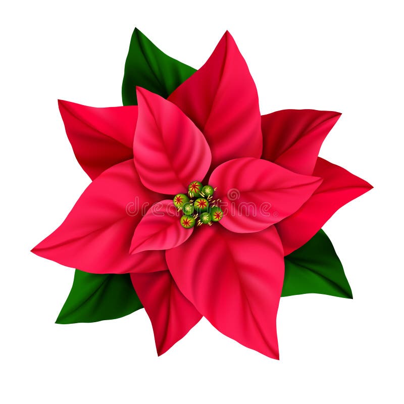 Διακοσμητικό λουλούδι poinsettia αστεριών Χριστουγέννων που απομονώνεται σε ένα άσπρο υπόβαθρο απεικόνιση αποθεμάτων Διακοσμητικό λουλούδι poinsettia αστεριών Χριστουγέννων που απομονώνεται σε ένα άσπρο υπόβαθρο απεικόνιση αποθεμάτων
