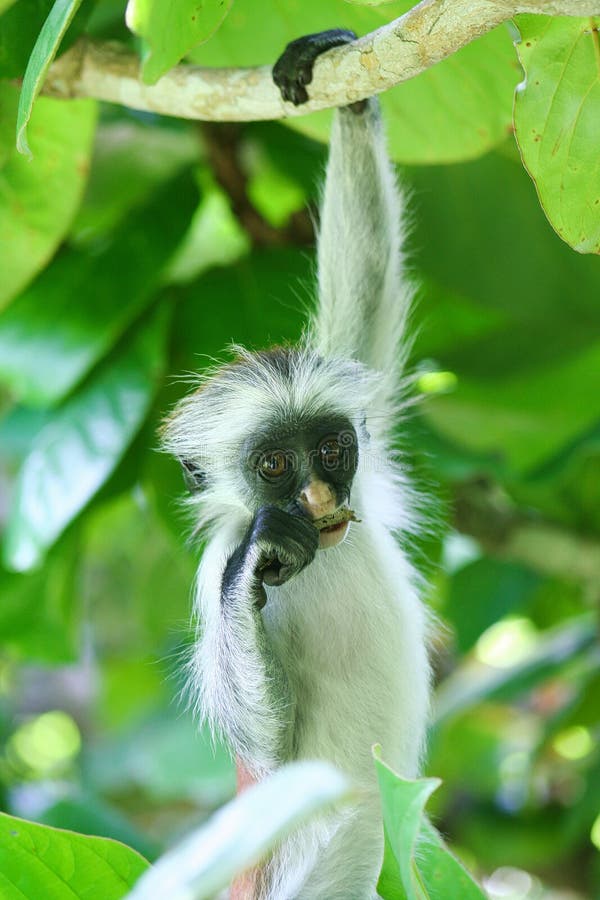 Διακυβευμένος νέος κόκκινος πίθηκος Piliocolobus, ένωση colobus kirkii Procolobus σε έναν κλάδο που τρώει ένα φύλλο στα δέντρα στοκ φωτογραφίες Διακυβευμένος νέος κόκκινος πίθηκος Piliocolobus, ένωση colobus kirkii Procolobus σε έναν κλάδο που τρώει ένα φύλλο στα δέντρα στοκ φωτογραφίες