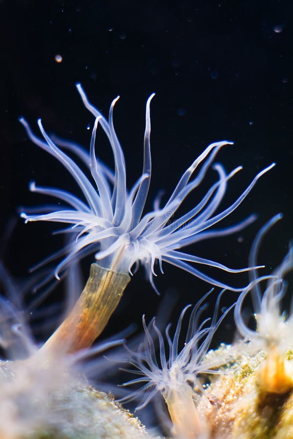 Striped sea anemone, possibly Diadumene lineata, unique and weird marine creature, deathly predator with venomous tentacles hunt on a stone in Black Sea saltwater biotope aquarium, macro shot of invasive alien species. Striped sea anemone, possibly Diadumene lineata, unique and weird marine creature, deathly predator with venomous tentacles hunt on a stone in Black Sea saltwater biotope aquarium, macro shot of invasive alien species