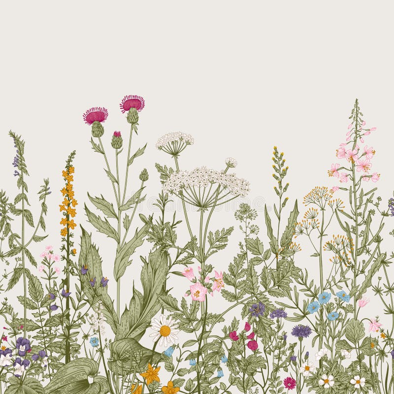 Διανυσματικά άνευ ραφής floral σύνορα διανυσματική απεικόνιση