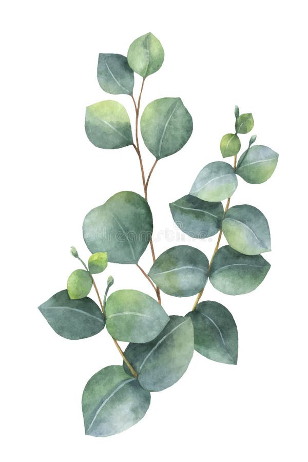 Διανυσματική ανθοδέσμη Watercolor με τα πράσινους φύλλα και τους κλάδους ευκαλύπτων απεικόνιση αποθεμάτων