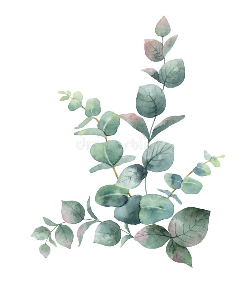 Διανυσματική ανθοδέσμη Watercolor με τα πράσινους φύλλα και τους κλάδους ευκαλύπτων διανυσματική απεικόνιση