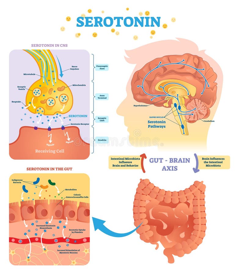 Διανυσματική απεικόνιση Serototin Επονομαζόμενο διάγραμμα με τον άξονα εγκεφάλου εντέρων και το κνς ελεύθερη απεικόνιση δικαιώματος Διανυσματική απεικόνιση Serototin Επονομαζόμενο διάγραμμα με τον άξονα εγκεφάλου εντέρων και το κνς ελεύθερη απεικόνιση δικαιώματος