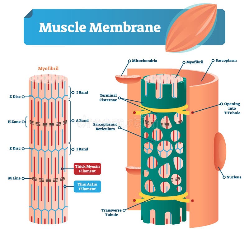 Muscle membrane vector illustration. Labeled scheme with myofibril, disc, zone, line and band. Anatomical and medical diagram with mitochondria, sarcoplasm, reticulum, transverse tubule and nucleus. Muscle membrane vector illustration. Labeled scheme with myofibril, disc, zone, line and band. Anatomical and medical diagram with mitochondria, sarcoplasm, reticulum, transverse tubule and nucleus.