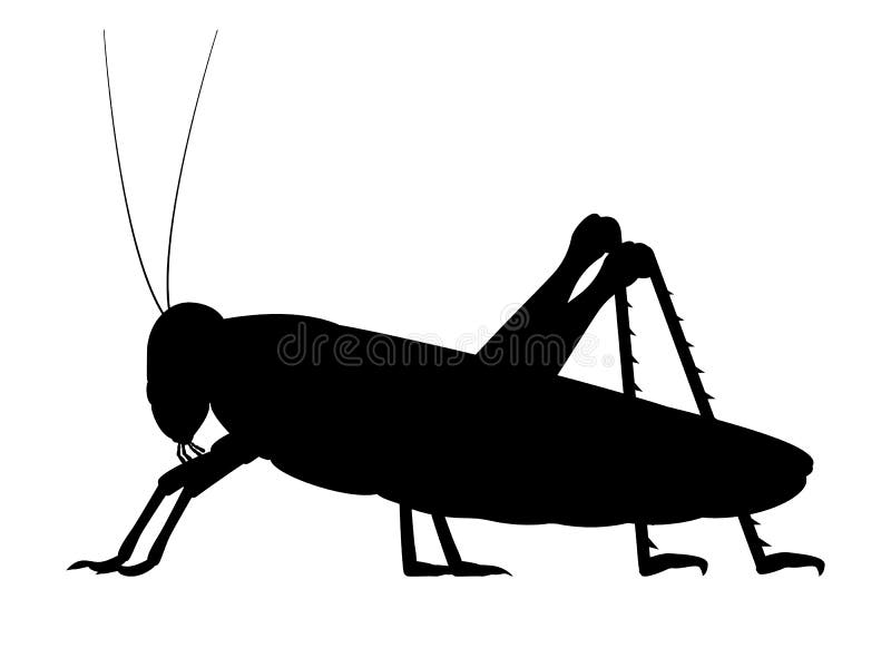 Διανυσματική μαύρη σκιαγραφία grasshopper διανυσματική απεικόνιση Διανυσματική μαύρη σκιαγραφία grasshopper διανυσματική απεικόνιση