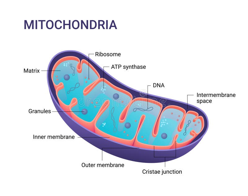 Vector diagram of Mitochondria. Cross-section view. Medical infographics. Vector diagram of Mitochondria. Cross-section view. Medical infographics