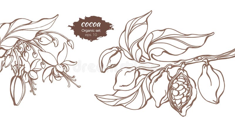 Vector template of cocoa tree branches with leaf, flower and bean. Botanical drawing. Simple sketch design, floral realistic set. Organic food. Illustration isolated on white background. Copy space. Vector template of cocoa tree branches with leaf, flower and bean. Botanical drawing. Simple sketch design, floral realistic set. Organic food. Illustration isolated on white background. Copy space