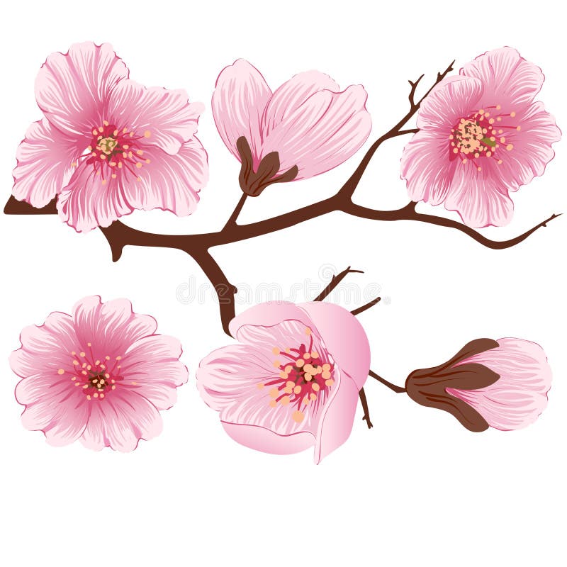 Διανυσματικό στοιχείο κλάδων λουλουδιών sakura Κομψό στοιχείο για το σχέδιό σας Άνθος κερασιών διανυσματική απεικόνιση Διανυσματικό στοιχείο κλάδων λουλουδιών sakura Κομψό στοιχείο για το σχέδιό σας Άνθος κερασιών διανυσματική απεικόνιση