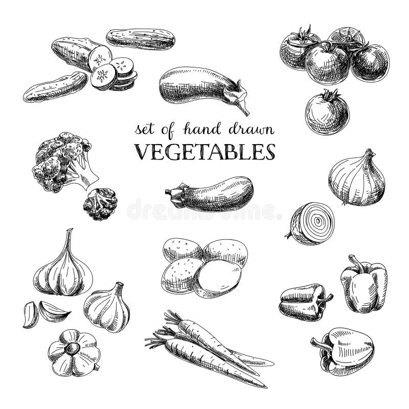 Vector hand drawn sketch vegetable set. Eco foods.Vector illustration. Vector hand drawn sketch vegetable set. Eco foods.Vector illustration.