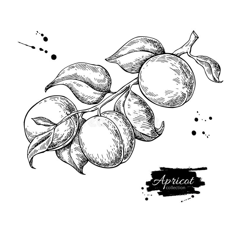 Apricot branch vector drawing. Hand drawn isolated fruit. Summer food engraved style illustration. Detailed vintage botanical sketch. Great for label, poster, print, menu. Apricot branch vector drawing. Hand drawn isolated fruit. Summer food engraved style illustration. Detailed vintage botanical sketch. Great for label, poster, print, menu