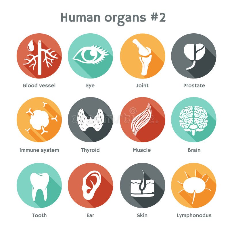 Vector round icons of human organs Flat design. Vector round icons of human organs Flat design