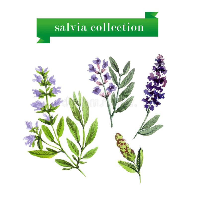Διανυσματικό σύνολο κλαδίσκων salvia watercolor απεικόνιση αποθεμάτων Διανυσματικό σύνολο κλαδίσκων salvia watercolor απεικόνιση αποθεμάτων
