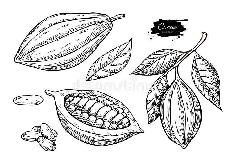 Cocoa vector superfood drawing set.Organic healthy food sketch. Fruit, leaf and bean engraving. Isolated hand draw illustration on white background. Great for banner, poster, label. Cocoa vector superfood drawing set.Organic healthy food sketch. Fruit, leaf and bean engraving. Isolated hand draw illustration on white background. Great for banner, poster, label