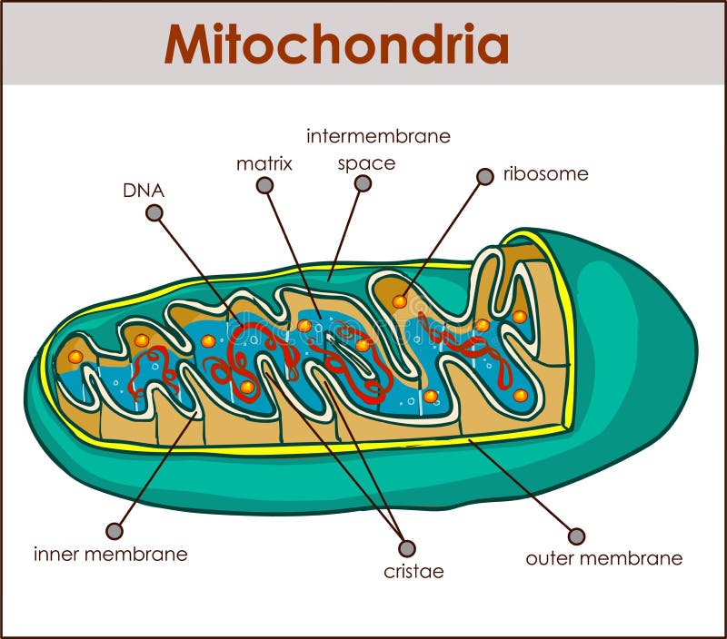 Vector illustrator of cross section of mitochondria. Vector illustrator of cross section of mitochondria.