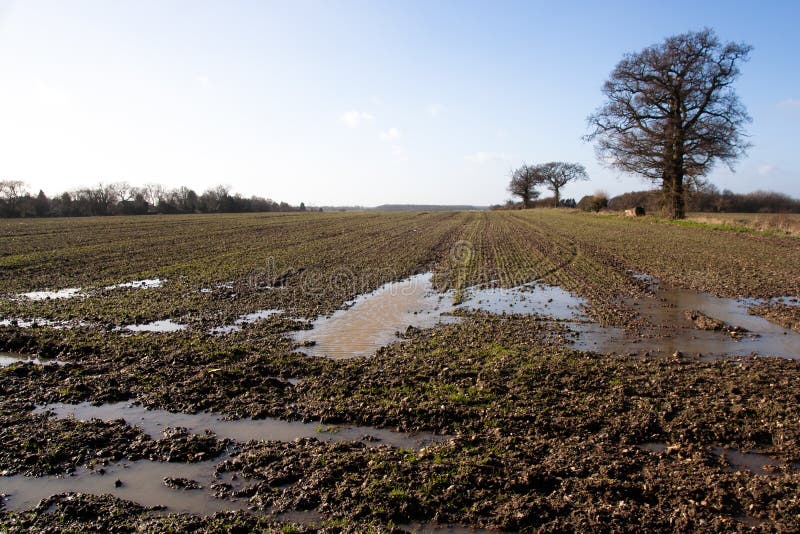 Muddy waterlogged farmland with trees on a sunny day. Muddy waterlogged farmland with trees on a sunny day