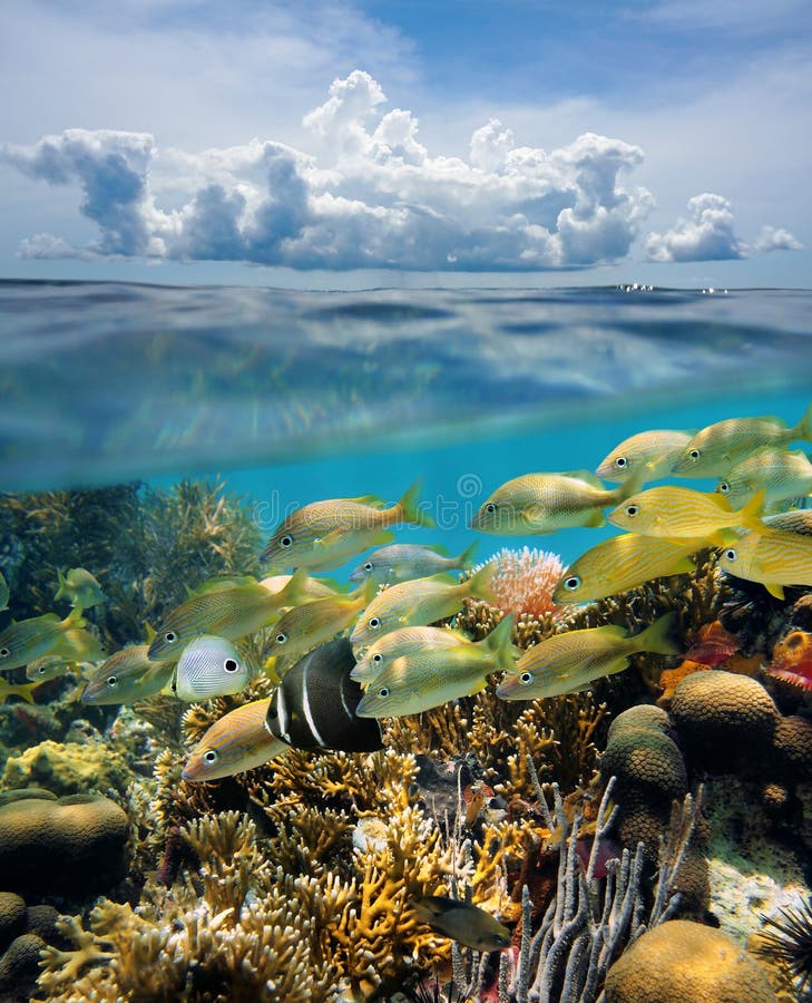 Split view of tropical underwater seabed with shoal of fish in a coral reef and above water surface, sky with cloud, Yucatan, Mexico. Split view of tropical underwater seabed with shoal of fish in a coral reef and above water surface, sky with cloud, Yucatan, Mexico