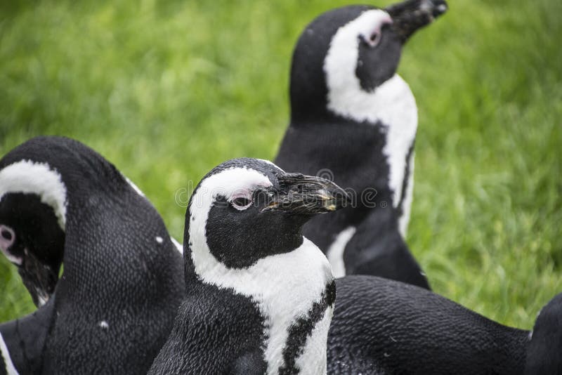 Διαταγή Sphenisciformes, οικογένεια Spheniscidae Penguins Magellan στοκ φωτογραφία Διαταγή Sphenisciformes, οικογένεια Spheniscidae Penguins Magellan στοκ φωτογραφία