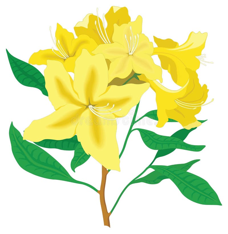 διαφανές φόντο απεικόνισης άνθους azalea διανυσματική απεικόνιση