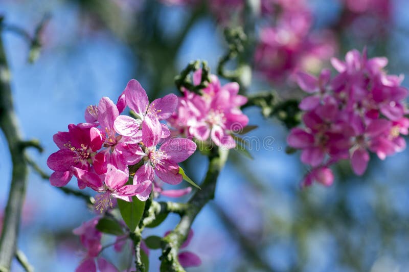 Δικαίωμα Malus, διακοσμητικό δέντρο μηλιάς, άνοιξη, πορφυρά ρόδινα λουλούδια στους κλάδους στοκ φωτογραφίες Δικαίωμα Malus, διακοσμητικό δέντρο μηλιάς, άνοιξη, πορφυρά ρόδινα λουλούδια στους κλάδους στοκ φωτογραφίες