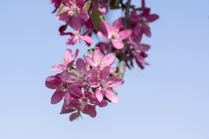Δικαίωμα Malus, διακοσμητικό δέντρο μηλιάς, άνοιξη, πορφυρά ρόδινα λουλούδια στους κλάδους στοκ εικόνα Δικαίωμα Malus, διακοσμητικό δέντρο μηλιάς, άνοιξη, πορφυρά ρόδινα λουλούδια στους κλάδους στοκ εικόνα
