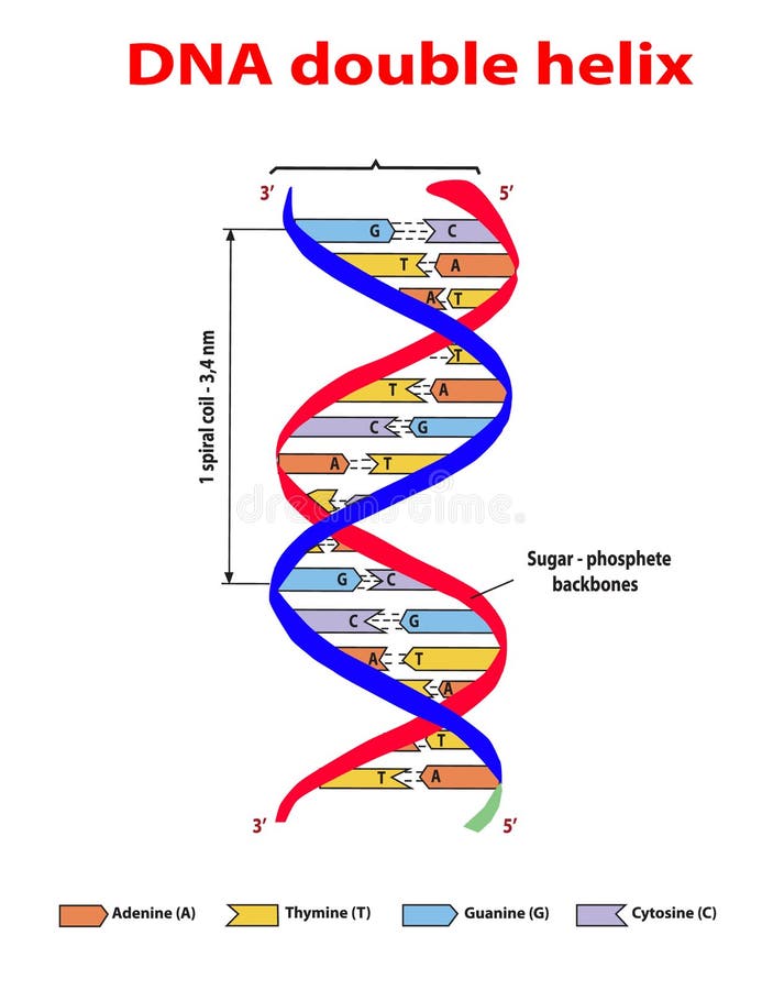 Διπλός έλικας δομών DNA colore στο άσπρο υπόβαθρο Νουκλεοτίδα, φωσφορικό άλας, σάκχαρα, και βάσεις Διανυσματικές πληροφορίες εκπα διανυσματική απεικόνιση Διπλός έλικας δομών DNA colore στο άσπρο υπόβαθρο Νουκλεοτίδα, φωσφορικό άλας, σάκχαρα, και βάσεις Διανυσματικές πληροφορίες εκπα διανυσματική απεικόνιση