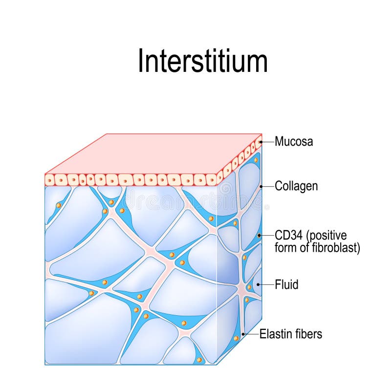 Structure of Interstitium. new organ. interstitial is a reservoir and transportation system for nutrients and solutes distributing among organs, and cells. immune regulation. Human Tissues. Structure of Interstitium. new organ. interstitial is a reservoir and transportation system for nutrients and solutes distributing among organs, and cells. immune regulation. Human Tissues