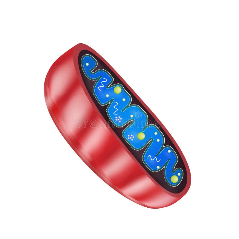 Mitochondria structure. Vector illustration on isolated background. Mitochondria structure. Vector illustration on isolated background.