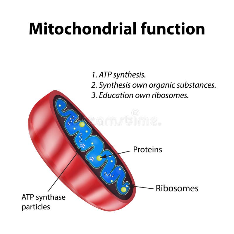 Mitochondria structure. Mitochondrial function. Vector illustration on isolated background. Mitochondria structure. Mitochondrial function. Vector illustration on isolated background.