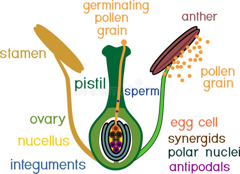 Δομή του pistil και stamens στο τμήμα κατά την διάρκεια της διπλής λίπανσης ελεύθερη απεικόνιση δικαιώματος Δομή του pistil και stamens στο τμήμα κατά την διάρκεια της διπλής λίπανσης ελεύθερη απεικόνιση δικαιώματος