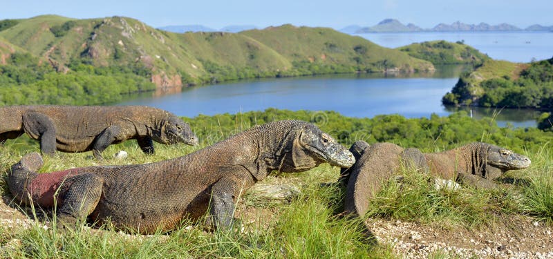Δράκος Komodo στοκ φωτογραφία με δικαίωμα ελεύθερης χρήσης
