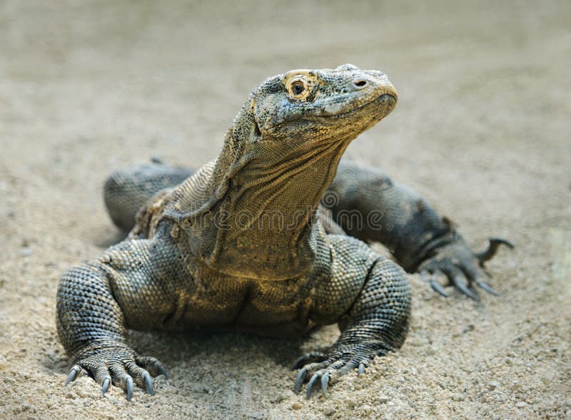 Δράκος Komodo στοκ φωτογραφία