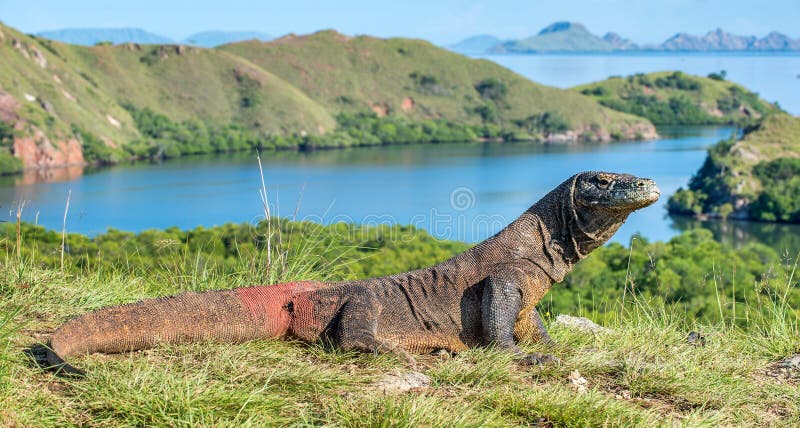 Δράκος Komodo Komodoensis Varanus Ινδονησία στοκ εικόνες