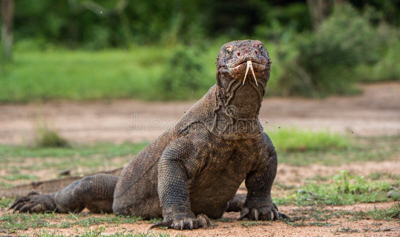 Δράκος Komodo με τον καρφωμένο με τη διχάλα sniff γλωσσών αέρα στενό πορτρέτο επάνω στοκ φωτογραφία με δικαίωμα ελεύθερης χρήσης