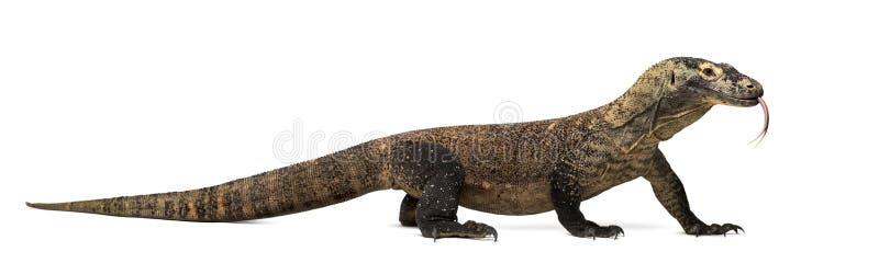 Δράκος Komodo που κολλά τη γλώσσα έξω, που απομονώνεται στο λευκό στοκ εικόνες με δικαίωμα ελεύθερης χρήσης
