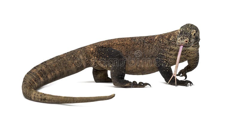 Δράκος Komodo που κολλά τη γλώσσα έξω, που απομονώνεται στο λευκό στοκ εικόνες