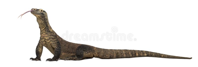 Δράκος Komodo που κολλά τη γλώσσα έξω, που απομονώνεται στο λευκό στοκ εικόνες